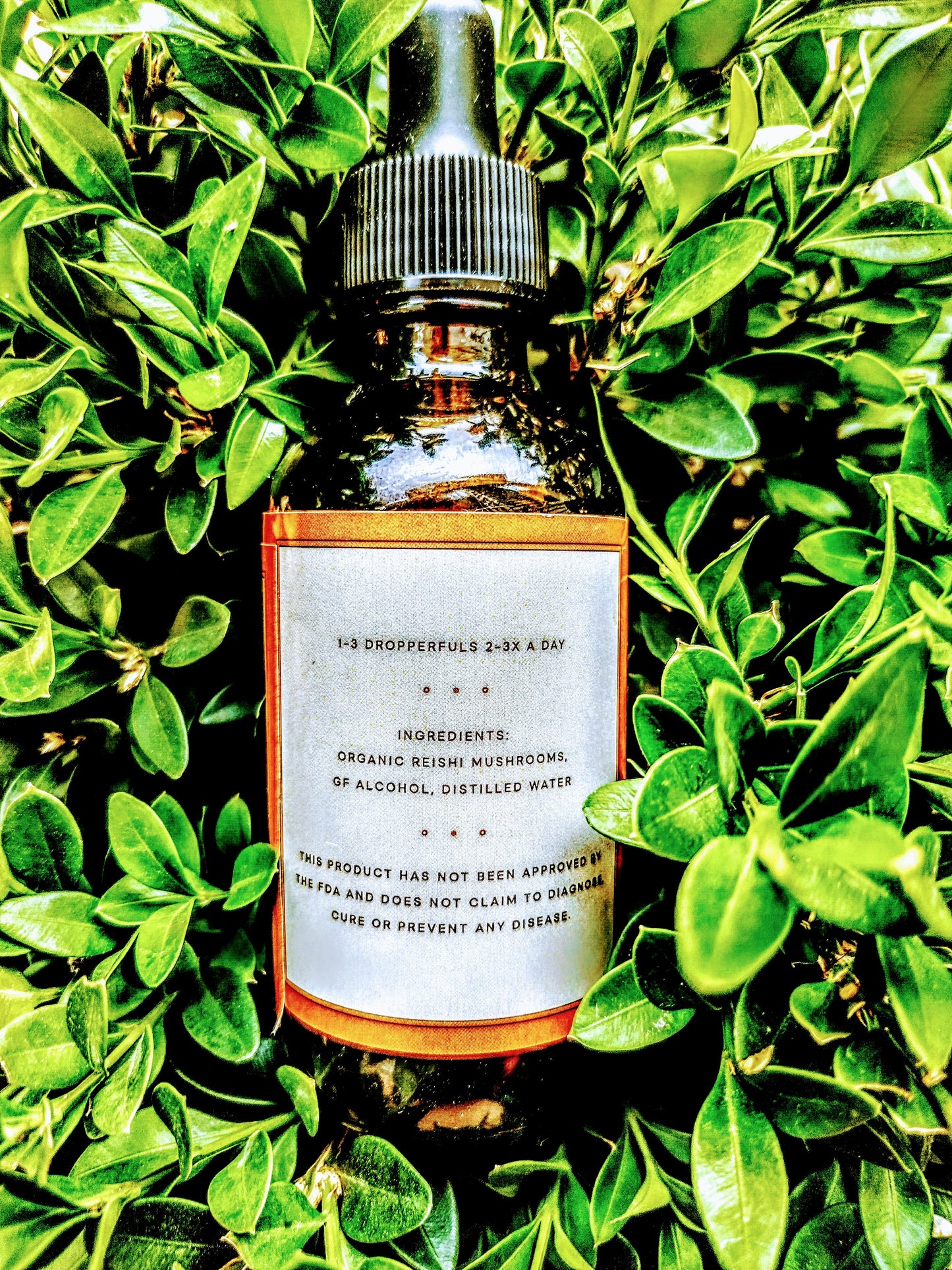 Organic Reishi Mushroom - Dual Extraction